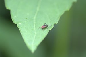 what is the cure for lyme disease