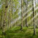 Lyme Disease Natural Treatment Strategies [The Definitive Guide]