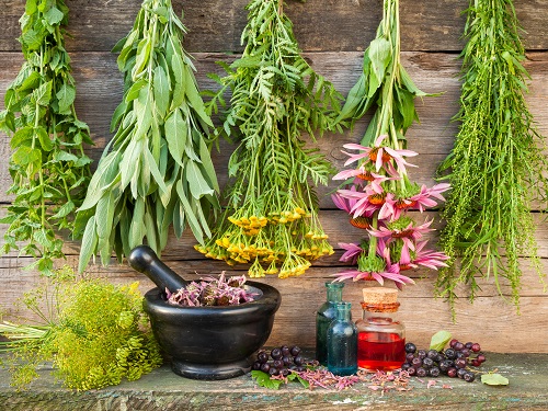 herbs for lyme disease